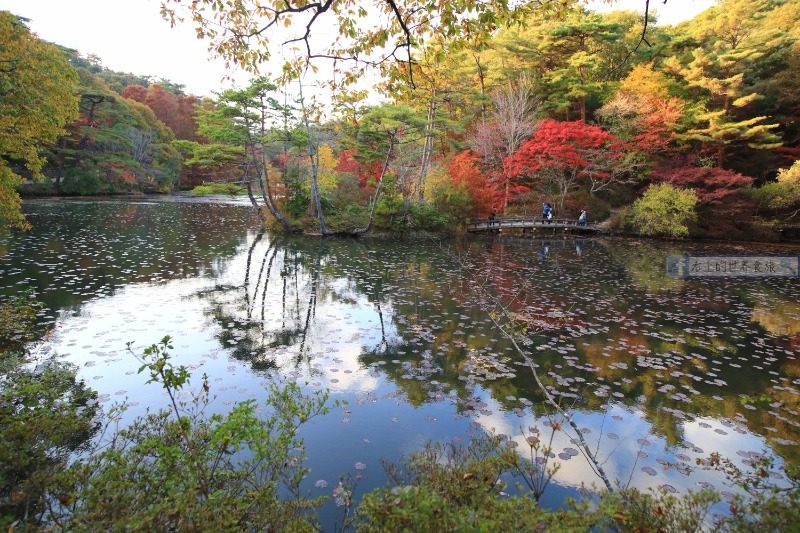 兵庫旅遊 但馬安國寺 秋季來訪如畫般的150年紅葉名景 右上世界食旅